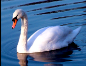 NorthLakeSwan