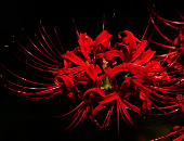 SpiderLily