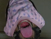 Pnppigpuppet