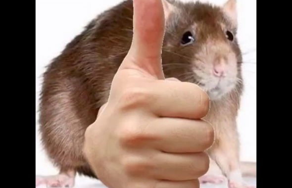 thumb