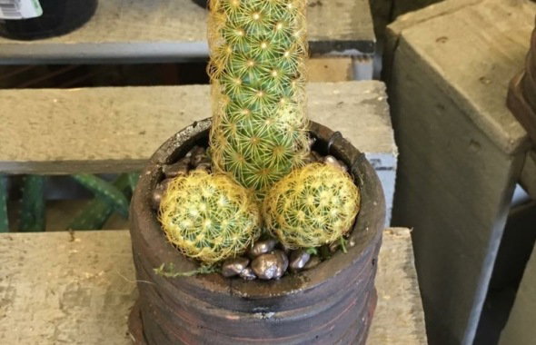 thumb